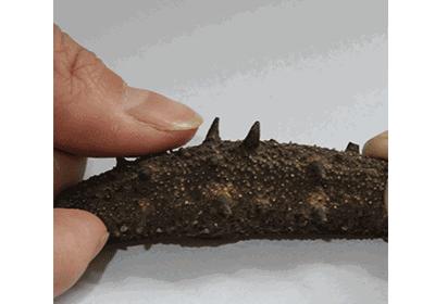 常吃海参的朋友给你几个忠告,经常吃海参的人还有得癌症的吗