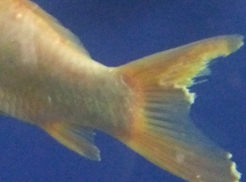 鱼的烂尾病是怎么引起的,池塘鱼烂尾最快治疗方法