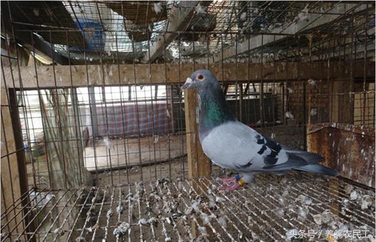 养鸽农民工探访资深鸽友，毫无保留的倾囊相授信鸽可以这样玩！