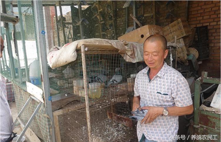 养鸽农民工探访资深鸽友，毫无保留的倾囊相授信鸽可以这样玩！