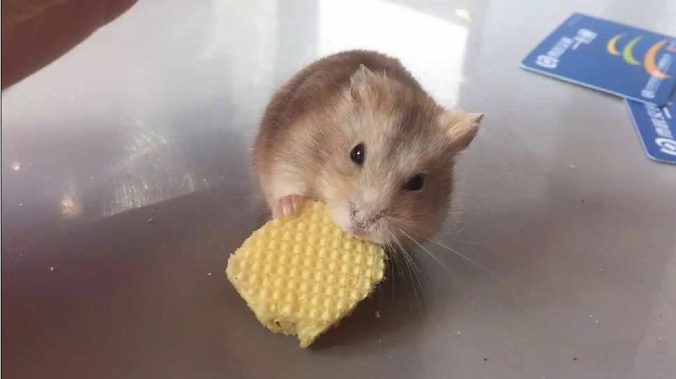 宠物仓鼠知识大全集,关于宠物仓鼠的文章