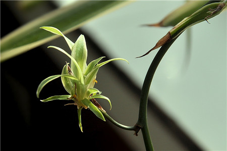 吊兰水培怎么才能长得好,吊兰怎么水培长得快