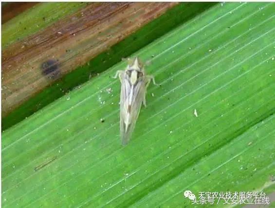 十大类杀虫剂详解不容错过,十大类型杀虫剂