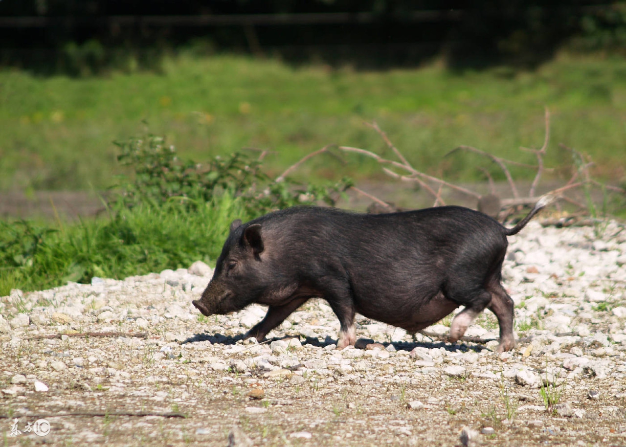 仔猪水肿病的综合防治论文,仔猪水肿病症状及治疗方法