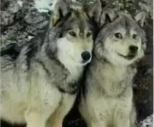 巴西花梨木属于哪个档次,巴西花梨木新中式家具