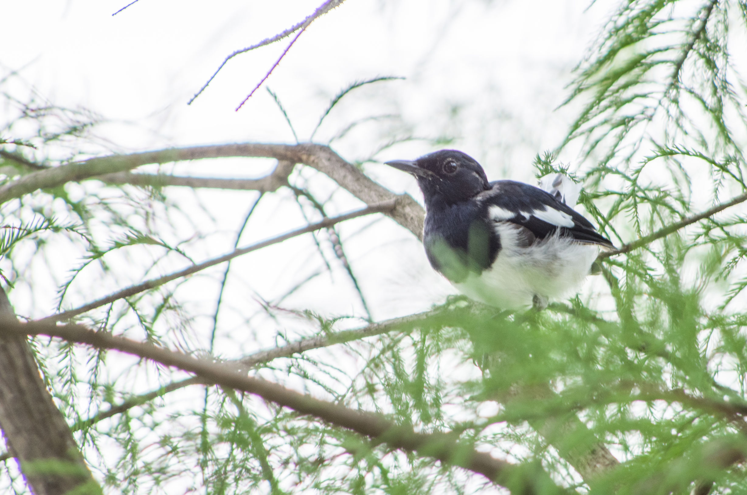 宾得k50的1600万像素高吗,宾得k50有hdmi接口吗