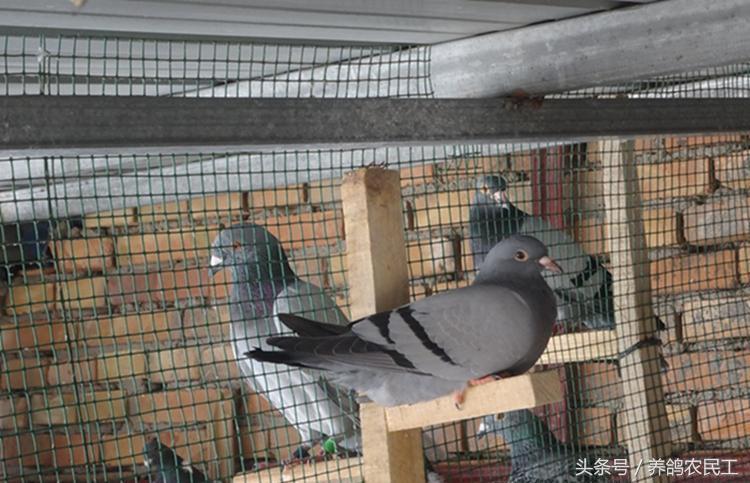 养鸽农民工探访资深鸽友，毫无保留的倾囊相授信鸽可以这样玩！