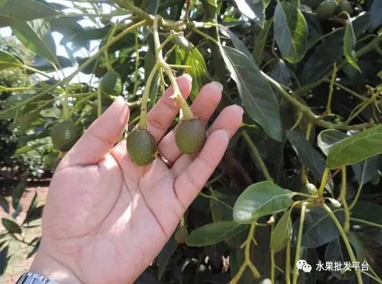 牛油果广告洗脑,关于牛油果标签