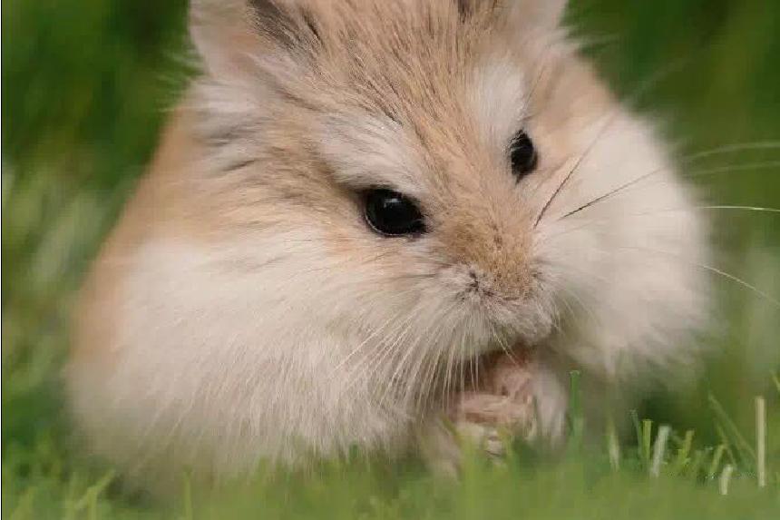 宠物仓鼠知识大全集,关于宠物仓鼠的文章