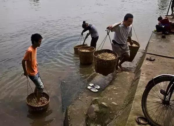 地里刚拔的花生,地里拔出来的新鲜花生吃了好吗