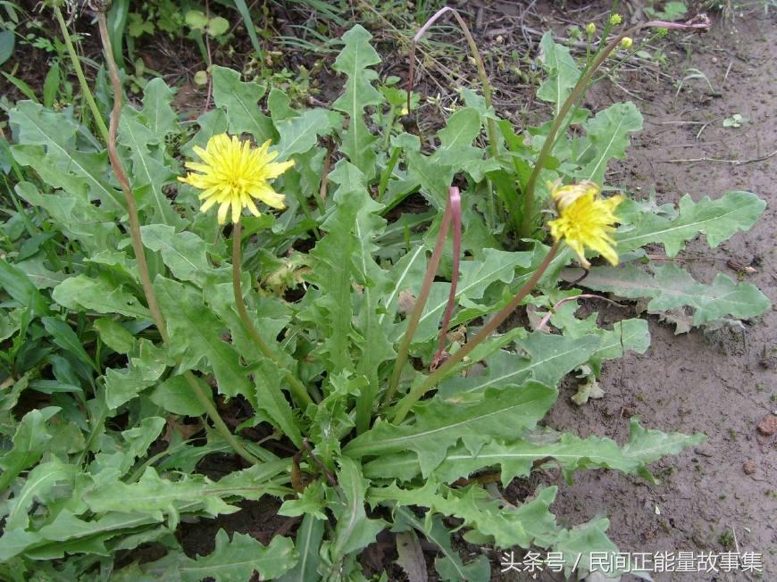 神医深山救治妇人故事,深山寻药真实故事