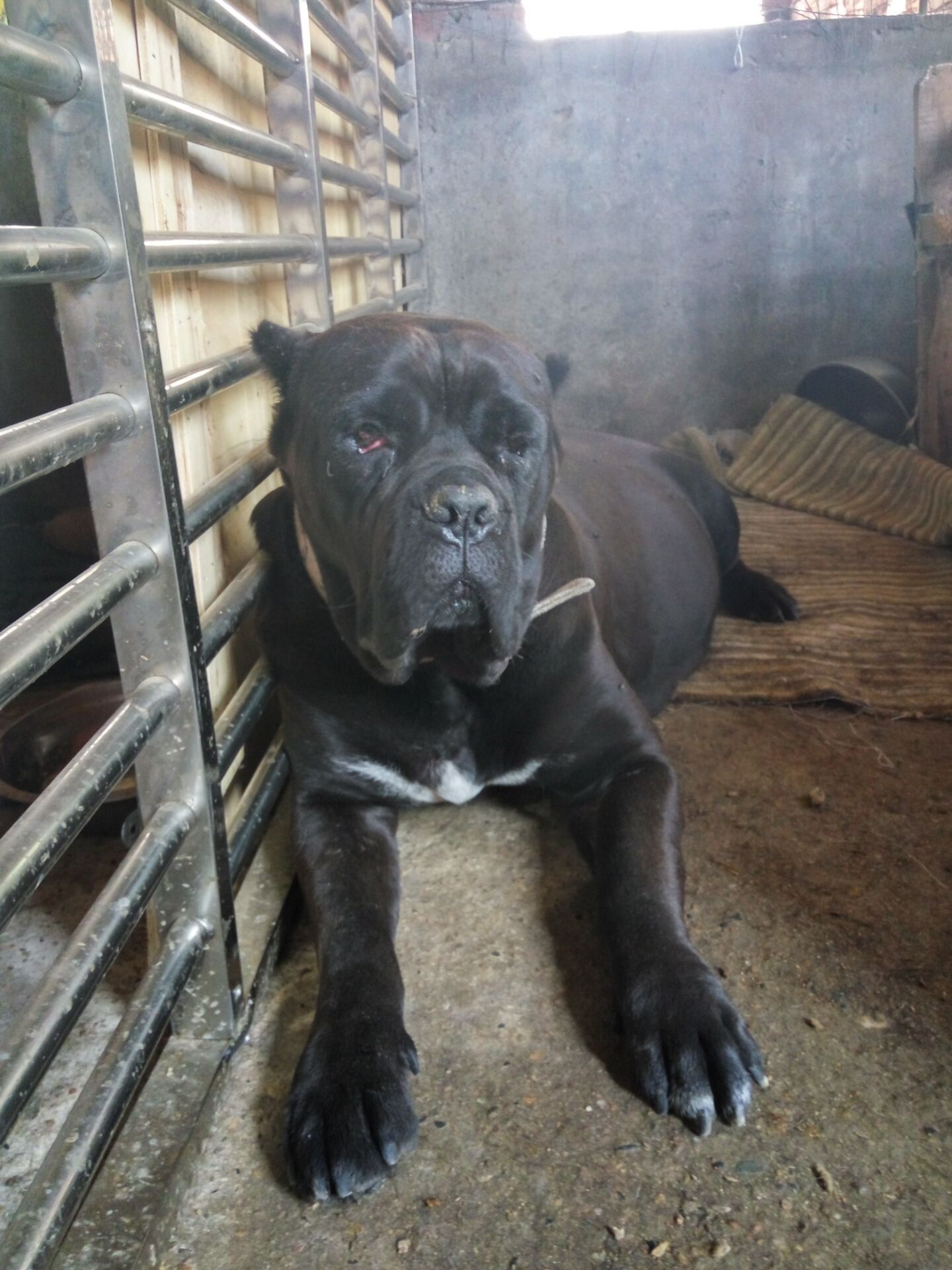 新手好养的四种猛犬,老司机正确的选择