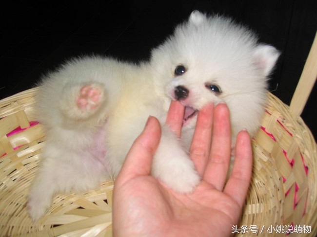 博美疾病预防,博美犬日常疾病的防治