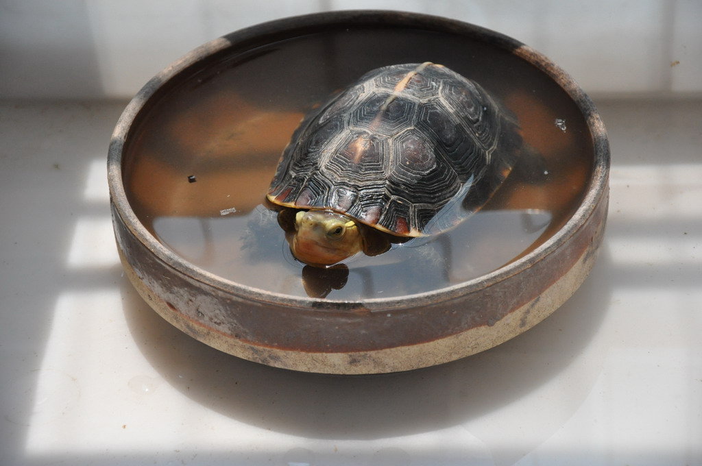 养龟养鱼养心,养龟也养心