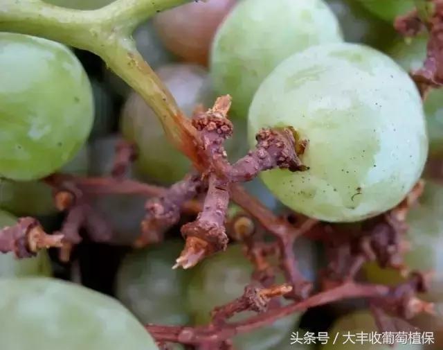 葡萄穗尖干枯怎么治,葡萄穗轴枯萎怎么回事