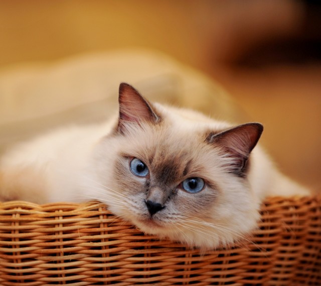 猫咪呕吐白色黏液是怎么回事,猫咪呕吐可以吃什么人类的药