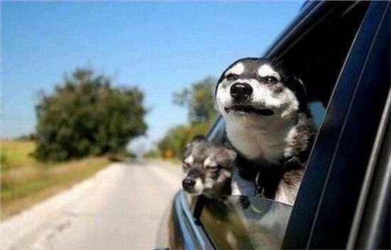 在密闭的车内开空调睡觉无疑是自杀！