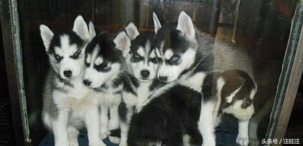 哈士奇护食爆冲,哈士奇小狗训练全套教程