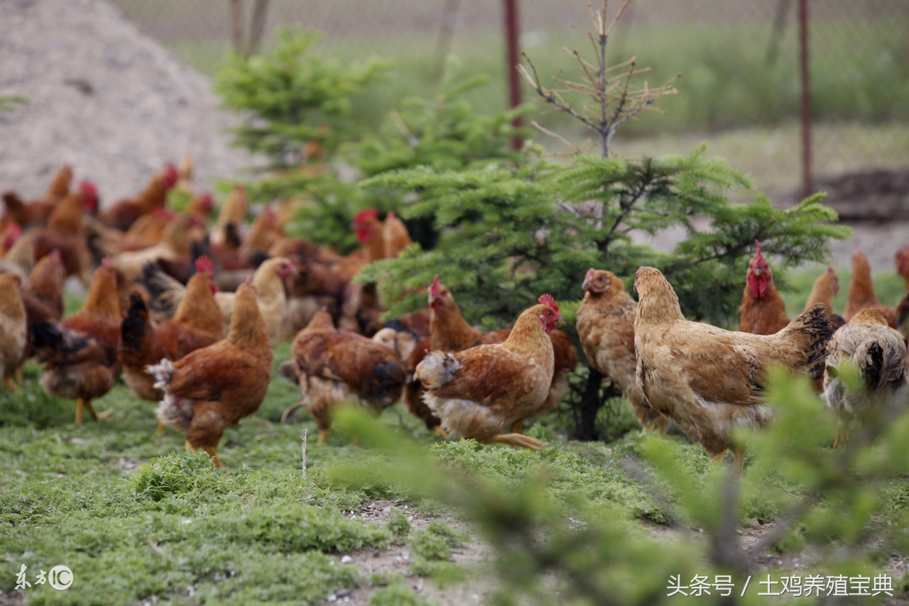 鸡产蛋鸡死病怎么治,鸡中暑的特效药