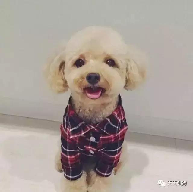 狗狗毛发褪色怎么回事如何解决,比熊狗狗鼻子褪色什么原因