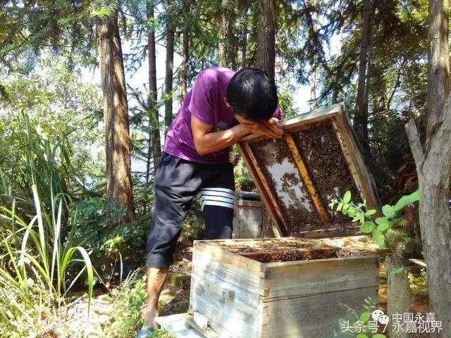 养鸡养鸭养蜜蜂,养牛养羊养蜜蜂