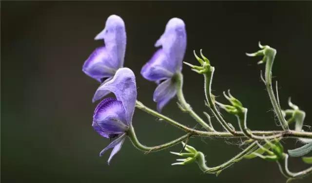 神农本草经附子原文,神农本草经中药大全