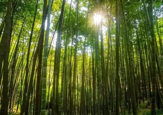 四川有没有凉快的地方,四川很凉快吗