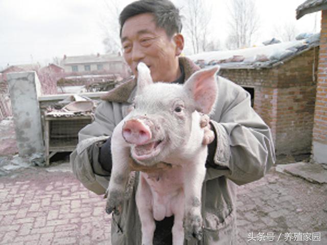 阴阳猪和普通猪区别,阴阳猪和正常猪的区别
