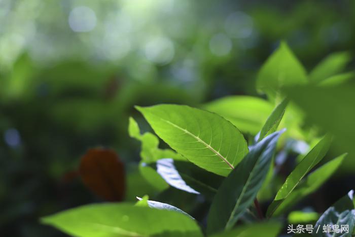 佳能50mm定焦镜头1.2样张,佳能50mmf1.4