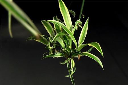 怎样水培吊兰扦插,水培吊兰怎样才能长的更快