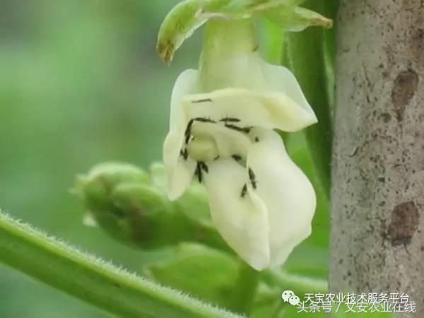 生物杀虫剂十大品牌,十大灭跳蚤最快的杀虫剂