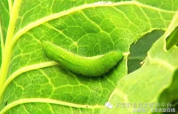 十大类杀虫剂详解不容错过,十大类型杀虫剂