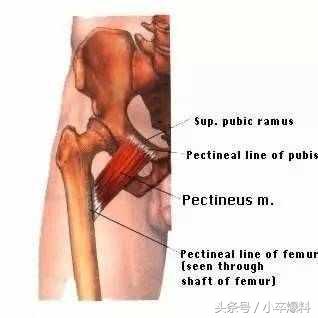 美丽的芭蕾全文,芭蕾舞剧天鹅湖舞蹈