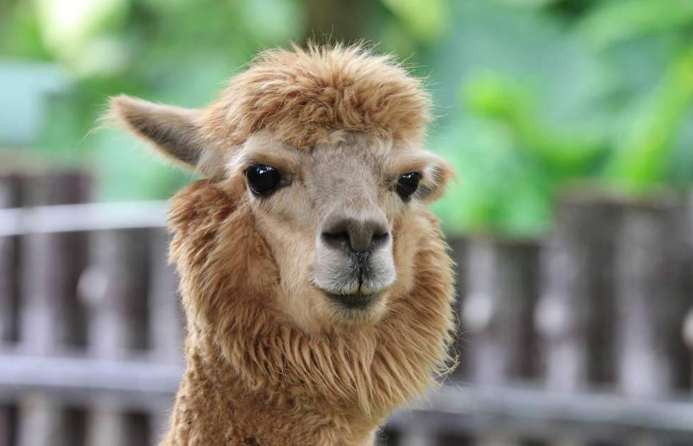 人见人爱的小宠物真是太可爱了,盘点十个让男人羡慕的宠物