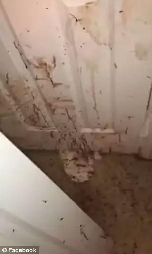 回家发现全家被杀后续,回家发现家里进了贼