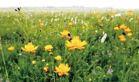 北京朝阳蟹岛度假村,蟹岛生态度假村
