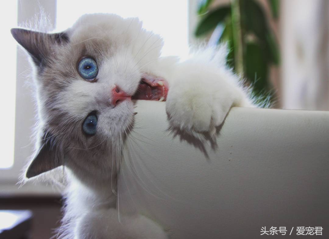 猫咪郁闷可吃什么药,猫咪爱抓东西怎么解决呢