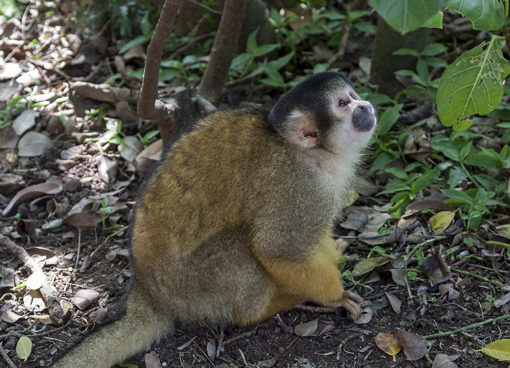 日本喜欢泡温泉的动物,日本爱泡温泉的狗子