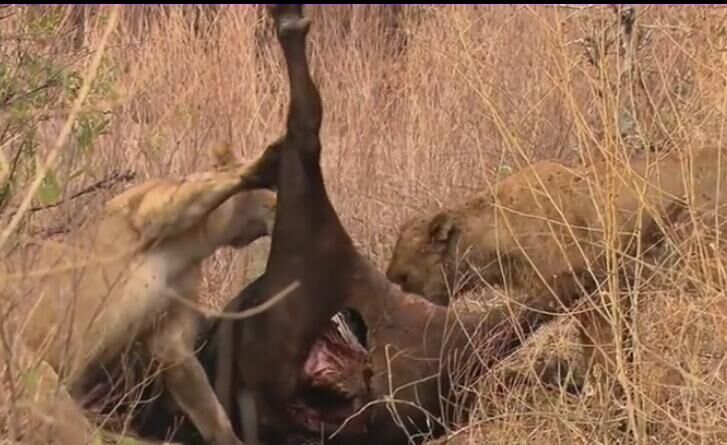 老狮子生病了,老狮子的下场