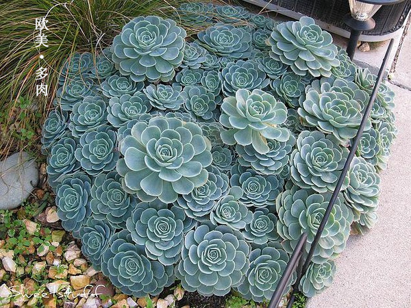 多肉张狂起来,狂野型多肉