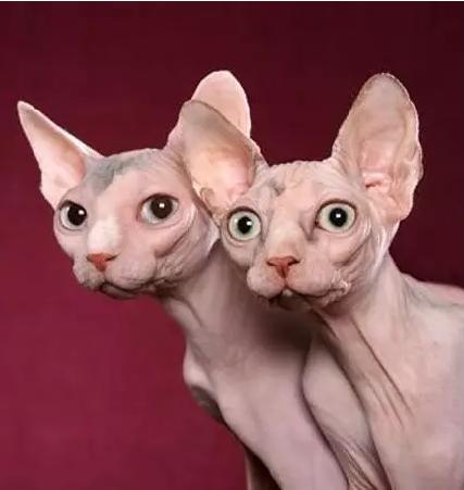 世界上最贵的猫十大排名,世界上最贵的贵族猫是多少钱