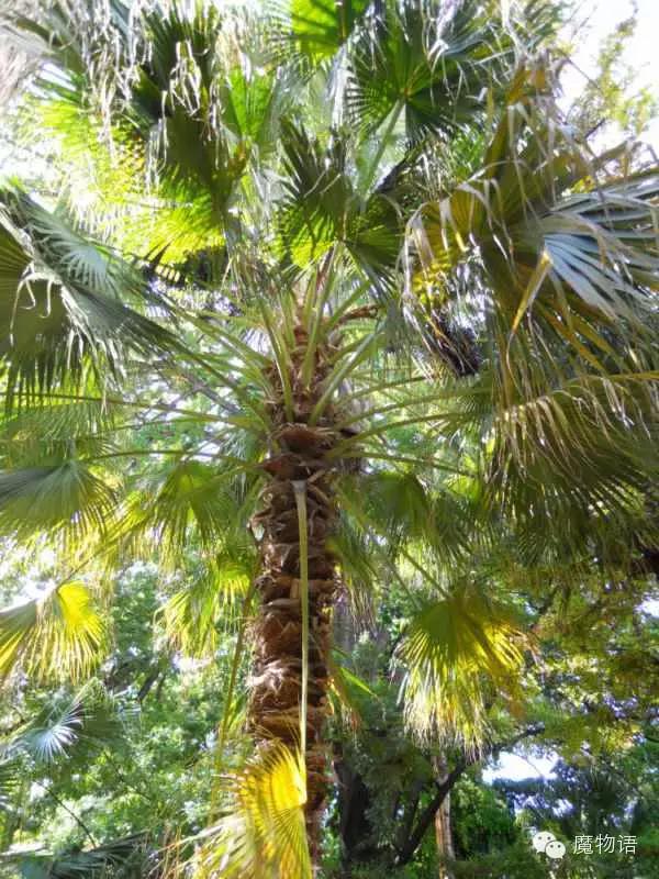 你们见过这么大的铁树吗,大铁树好壮观