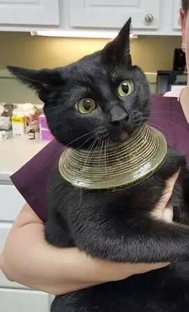 为什么柴犬掉毛那么厉害,为什么柴犬溜不动