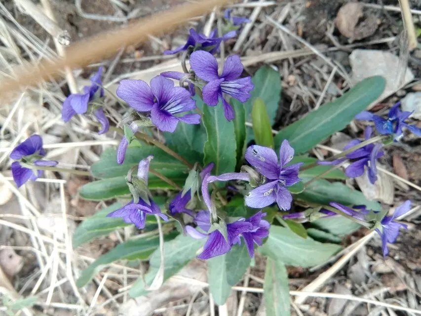 花界大侦探之养花有“药”用