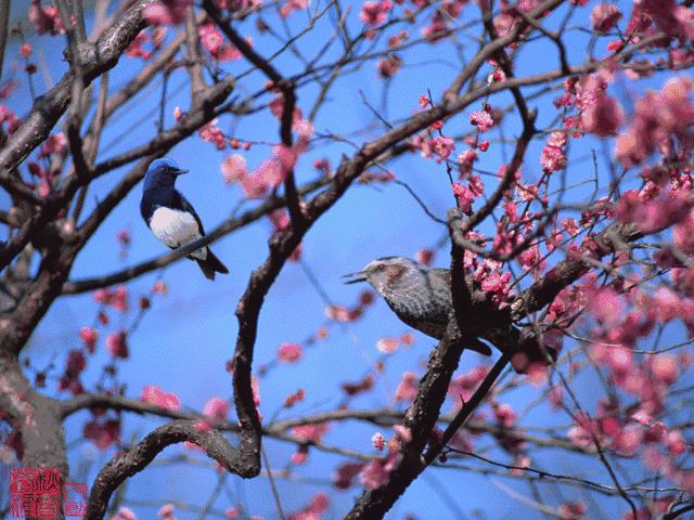 海带是什么,海代泉简介