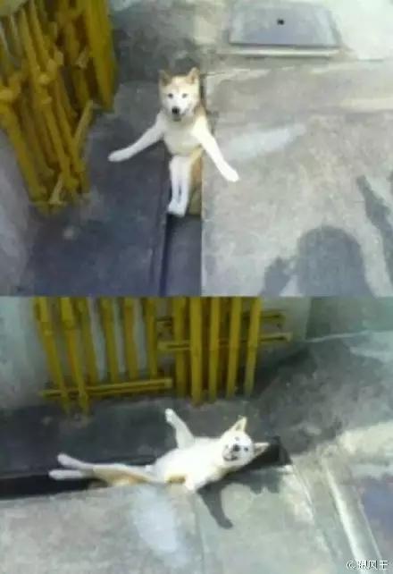 为什么柴犬掉毛那么厉害,为什么柴犬溜不动