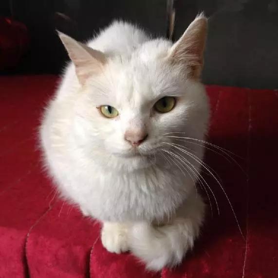 上海市领养流浪动物的地方在哪里,上海市领养小猫的地方