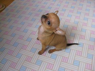 狗狗肠胃炎怎么办？狗狗肠胃炎的原因及治疗