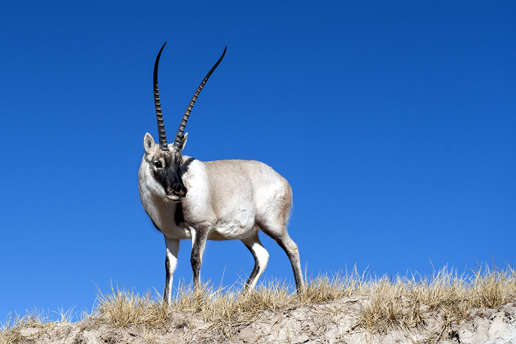 国内十大国宝动物,中国动物界的国宝