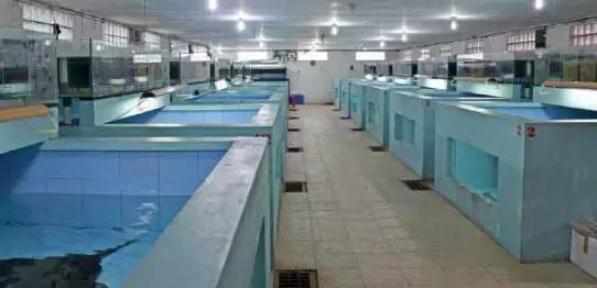 原生魟鱼,魟鱼原生